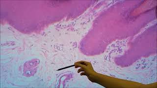 Histologia Tecido conjuntivo propriamente dito Lâminas [upl. by Adnirem264]