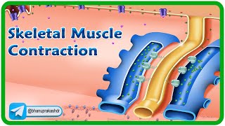 Skeletal Muscle Contraction and Relaxation Physiology Animation  Excitation Contraction Coupling 💪 [upl. by Magan462]