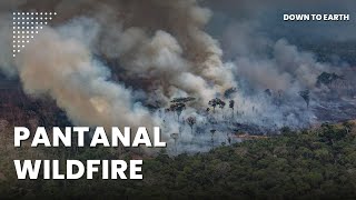 Why is Brazil’s Pantanal breaking wildfire records [upl. by Athenian]