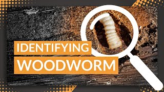 Identifying Woodworm  Advice for Homeowners [upl. by Ahsennod]