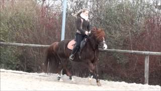 Dressurtraining Serienwechsel Trabverstärkung [upl. by Ocsirf]