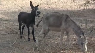 Donkeys in wild Explained  Donkey Mating in desert forest  Animals cross mating wildlife [upl. by Aihsekel]