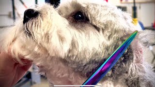 Grooming a Shih Poo Part 1 of 2 [upl. by Florence]