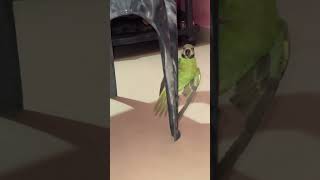 🤣🫣 trending parrot viralvideo cute love youtubeshorts shorts trendingshorts ytshort [upl. by Pegasus787]