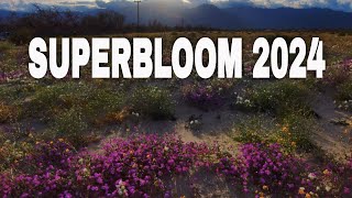 ANZA BORREGO DESERT SUPERBLOOM 2024 [upl. by Assital]