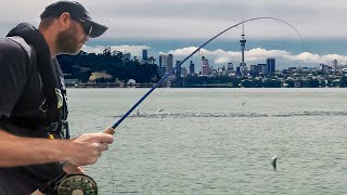 Inner Waitemata Harbour Kahawai Surface Schools  Saltwater Fly Fishing Auckland [upl. by Ushijima]