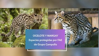 Ocelote y Margay [upl. by Eulalee]