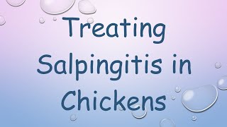 Treating Salpingitis in Chickens [upl. by Aryhs]