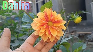 🪴Dahlia flower plant Growth and care tips 🪴 Dahlia plant में ज्यादा फूल कैसे पाएं 🪴 [upl. by Shirlie]