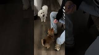 Mam shiba training [upl. by Karilynn]