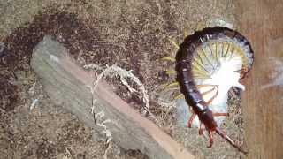 SIX Giant Centipedes Eat Mice [upl. by Legnaesoj792]