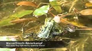 Amphibien und Reptilien [upl. by Otit]