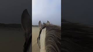 Airon🥰 paardrijden airon equestrian horseriding galop schoorl beach horse insta360 [upl. by Teragramyram]