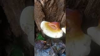 Lacquered bracket fungi mushroom ganoderma [upl. by Vasti]