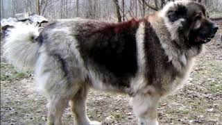 Caucasian shepherd vs Kangal who would win [upl. by Teryn101]