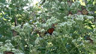 Monarch Butterflies [upl. by Phillipp899]