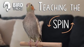 Cockatiel Training 101  Training Cockatiels to Spin [upl. by Bink]