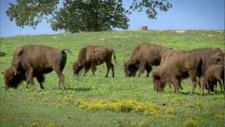 Arkansas Buffalo Ranching  Americas Heartland [upl. by Ezequiel]