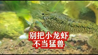 別把小龍蝦不當猛獸！ 掌握長生不老之術，捉魚快如閃電的龍紋鼇蝦小龍蝦現身！ 火山石古法生態缸養小龍蝦 [upl. by Hadrian]