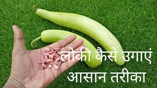 How to grow bottle gourd in container easy way [upl. by Chemosh447]