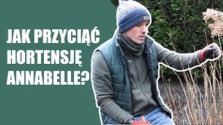 Jak przyciąć hortensję annabelle Jak przyciąć hortensję drzewiastą Przycinanie hortensji [upl. by Ofilia]