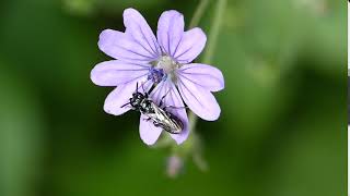 Ceratina cucurbitina ♂ ApidaeHymenoptera sur Géranium molle [upl. by Jdavie850]