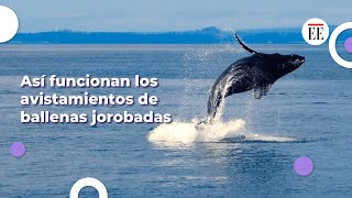 Así funcionan los avistamientos de ballenas jorobadas en el Pacífico colombiano [upl. by Kella]