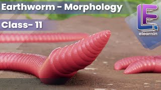 Morphology of an Earthworm  Structural Organization of Animals  CBSE Class 11 Biology by Elearnin [upl. by Susejedesoj]