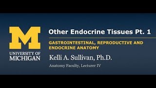 Endocrine System Other Endocrine Tissue  GI [upl. by Elledoj]