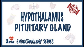 Hypothalamus amp Pituitary Gland [upl. by Eiboh129]