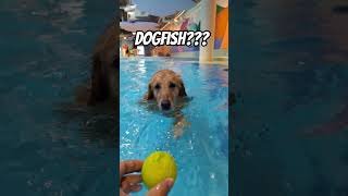 Are DOGFISH Real⁉️🙀 dog dogs doglover doglife puppy dogmom pets petlovers goldenretriever [upl. by Kciredohr]