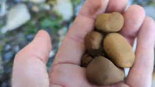 Ochre  Murdock Beach Joyce Washington  Rockhounding [upl. by Goar]