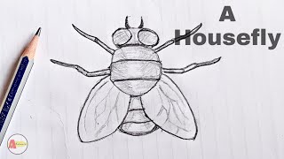 How to Draw a Housefly step by step Tutorial [upl. by Ynej]