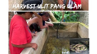 HARVEST ULIT TAYU SATING MINI BACKYARD CONCRETE POND TILAPIA BACKYARD FARMING [upl. by Serg]