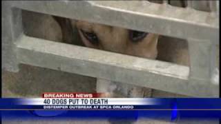 Shelter Euthanizes 40 Dogs [upl. by Louisa256]