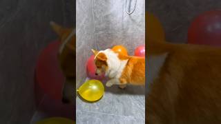 Dog balloon crack challenge part 4 shorts short trending viralshorts respect sad tamil facts [upl. by Ethbin928]