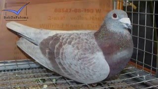 30 Superstar Racing Pigeons German Pigeon Show DBA 2016 Slideshow [upl. by Zacharia]