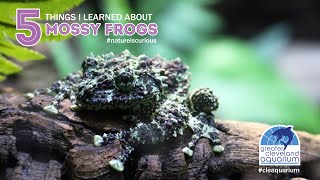 5 Things I Learned About Vietnamese Mossy Frogs CLEAquarium [upl. by Jourdain]