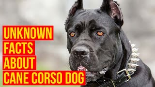 Cane Corso Dog Breed 7 facts Why Is The King For Your Protection [upl. by Anonyw]