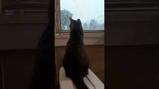 Falling Raindrops So Cute cutecat bentleyourboykitty shortvid [upl. by Eiznik]