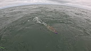 Dead Eye Baby Crank Bait Lands a Massive Walleye [upl. by Beore]