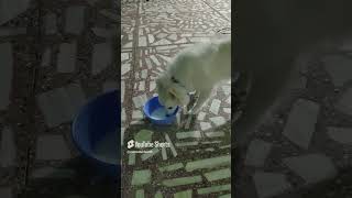 cutepuppy puppy dog dogshorts cutedog viral video short trending dogs [upl. by Sivrup]