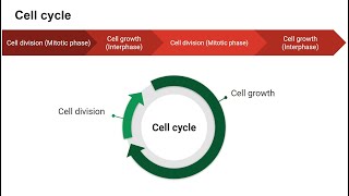 ICSE X Biology  Cell Cycle its stages and Cell Division  mitosis celldivision cellcycle [upl. by Diskson]