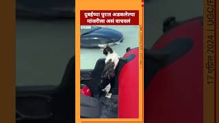 पुरात ते मांजर गाडीच्या हँडलला धरून होतं अखेर वाचवायलाDubaiFlood Cat Dubai  BBC News Marathi [upl. by Gilford]