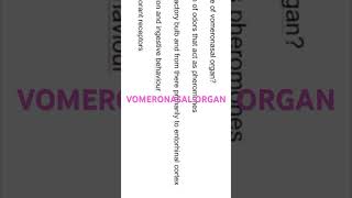 VOMERONASAL ORGAN nose [upl. by Launamme]