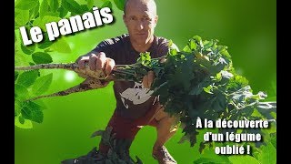 Le panais légume oublié [upl. by Wise]