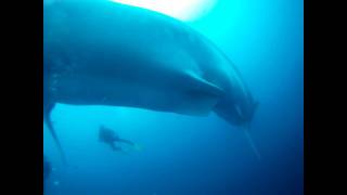 Biggest Whaleshark ever seen [upl. by Arraet953]