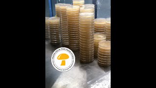 Pouring agar plates for mushroom cultivation [upl. by Broek]