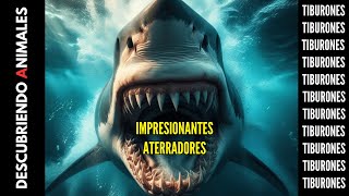 LOS TIBURONES MAS GRANDES DEL MUNDO [upl. by Hakeem223]