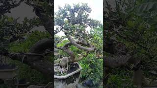 Ulmus micro liukan ekstrim bonsai bonsaiindonesia shorts [upl. by Analah152]